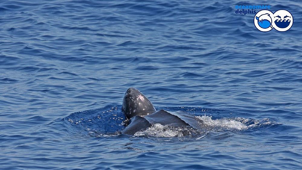 04082018 Tartaruga liuto 1