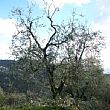 Agropoli Notizie foto - 04092013 potatura