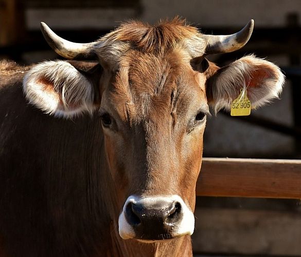 04092019 mucca