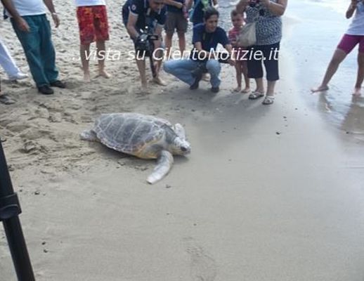 Paolo-Abbate foto - 04102013 tartarughe caretta caretta pisciotta