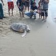 Ambiente foto - 04102013 tartarughe caretta caretta pisciotta