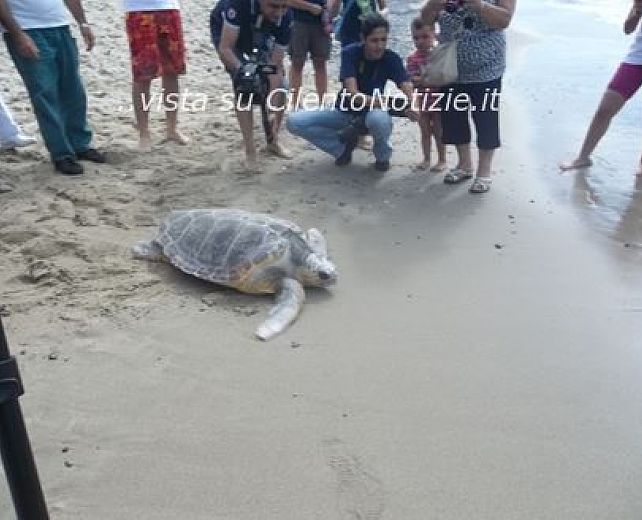 04102013 tartarughe caretta caretta pisciotta