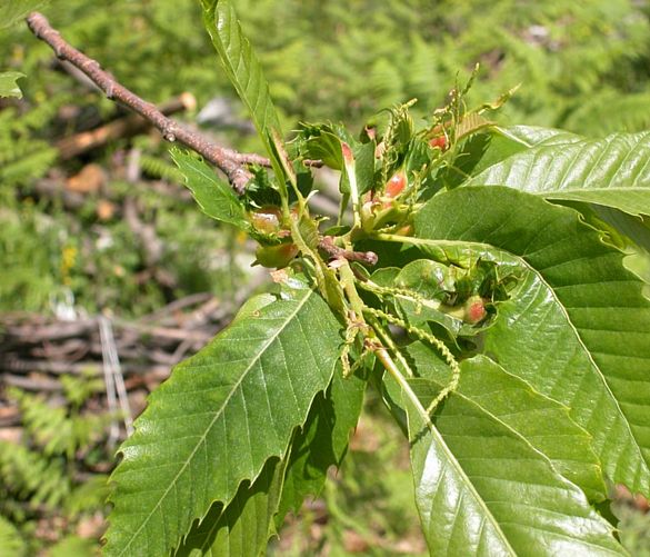 04102016 lotta al cinipide castagne