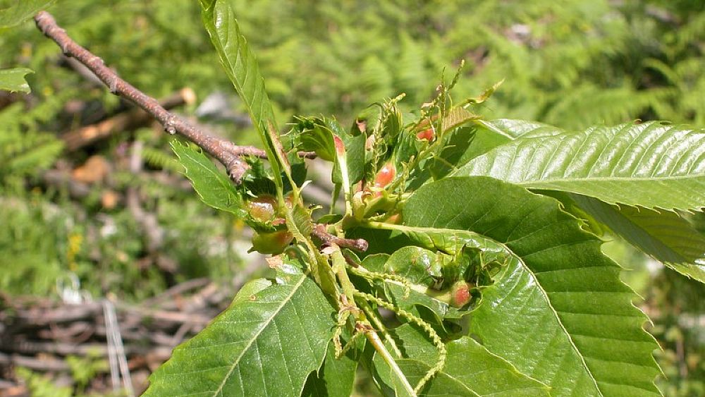 04102016 lotta al cinipide castagne 04102016 lotta al cinipide castagne