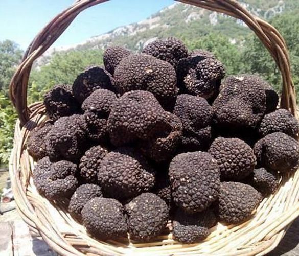 04102019 tartufo di colliano