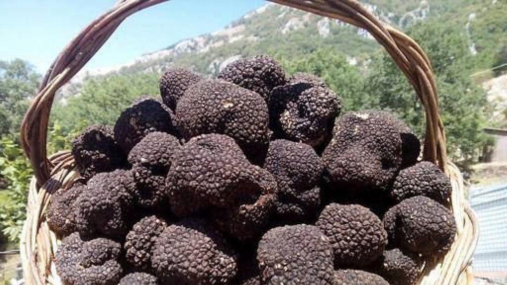 04102019 tartufo di colliano