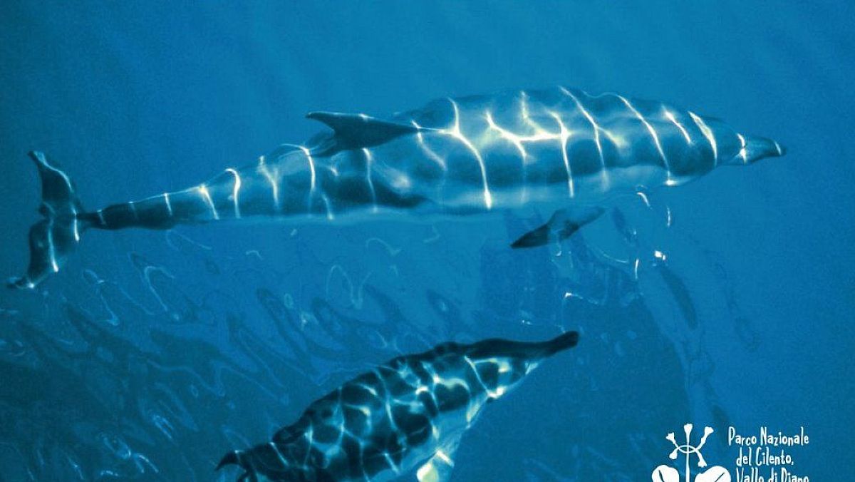 04102023 cetacei del parco cilento 04102023 cetacei del parco cilento