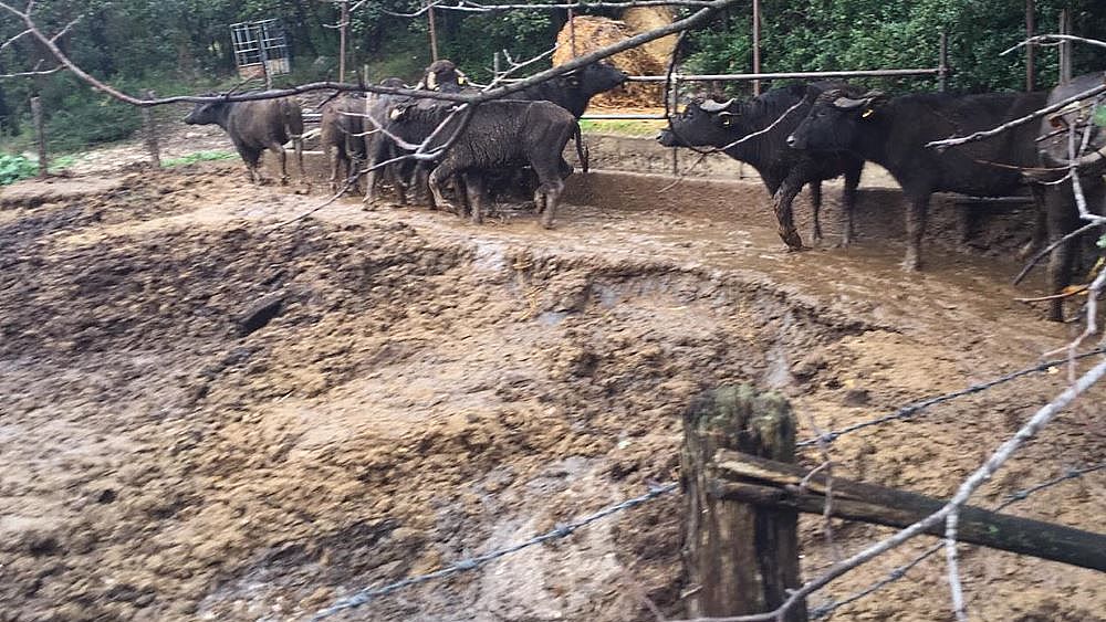 04122018 2367ADEB EFA4 446E 955F 8A5EC67604E8