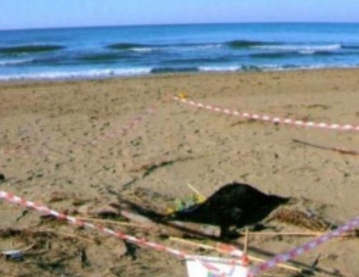 05012013 carcasse vitelli paestum