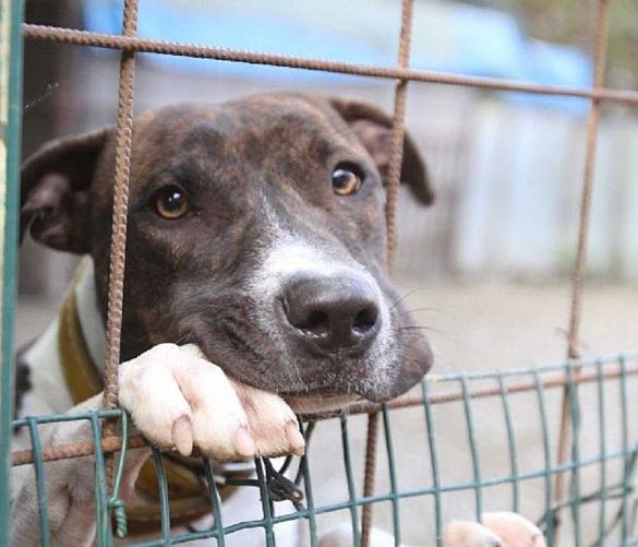 05012018 regoalmento adozioni cani camerota