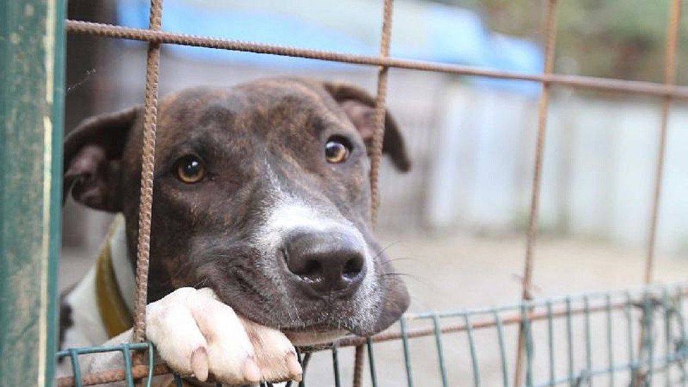 05012018 regoalmento adozioni cani camerota