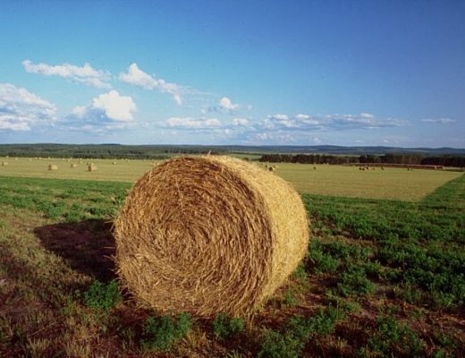 05022013 Agricoltura balla di fieno