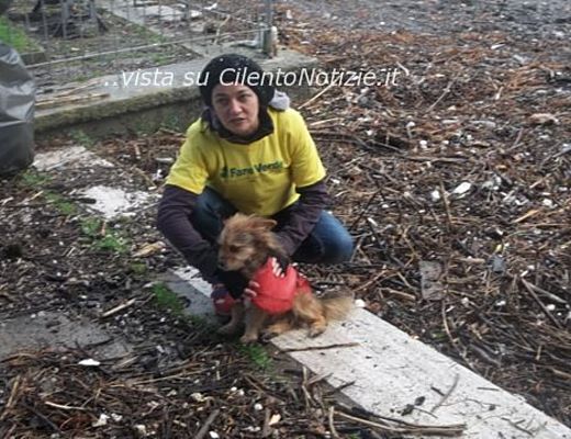 05022014 bonifica spiaggia sapri fare verde 01