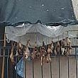 Cronaca foto - 05022017 carne stesa alle corde