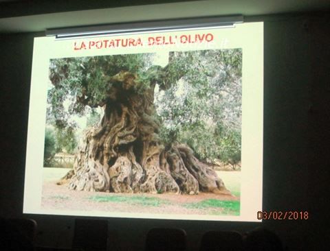 corso di potatura ulivo castellabate