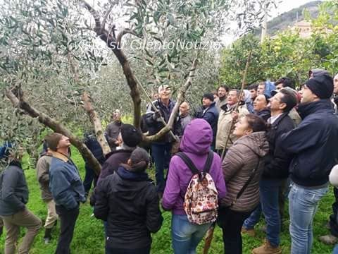 corso di potatura ulivo castellabate