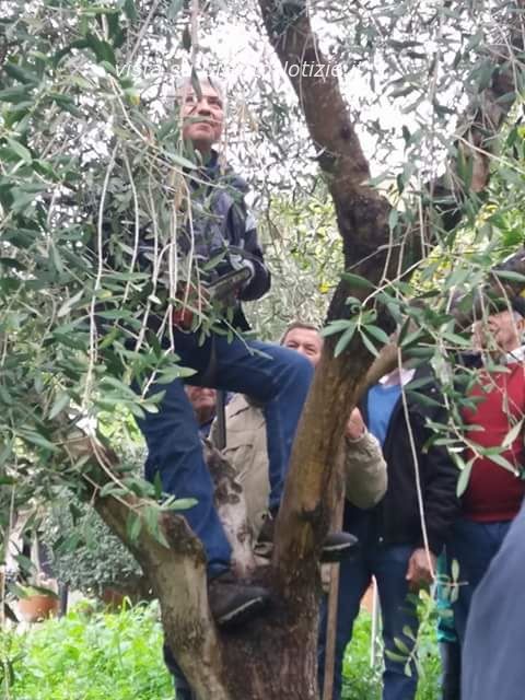 corso di potatura ulivo castellabate