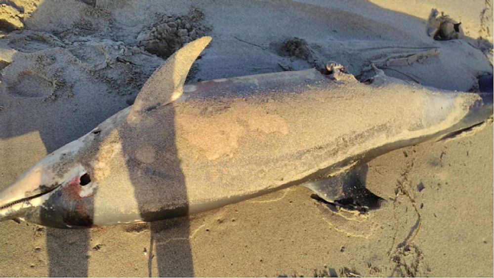 05022018 delfino morto spiaggiato
