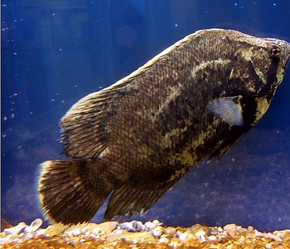 05022019 pesce foglia