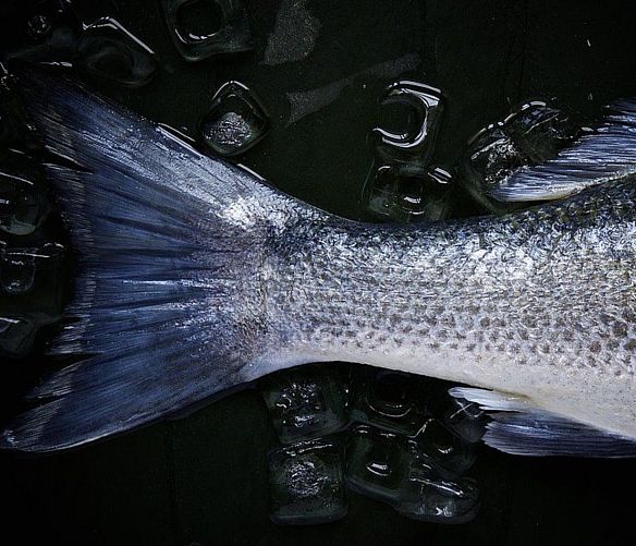 05022021 pesce