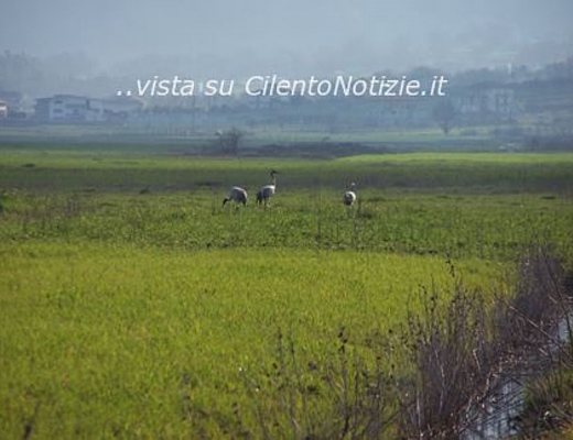 Paolo-Abbate foto - 05032013 cicogne nel vallo di diano