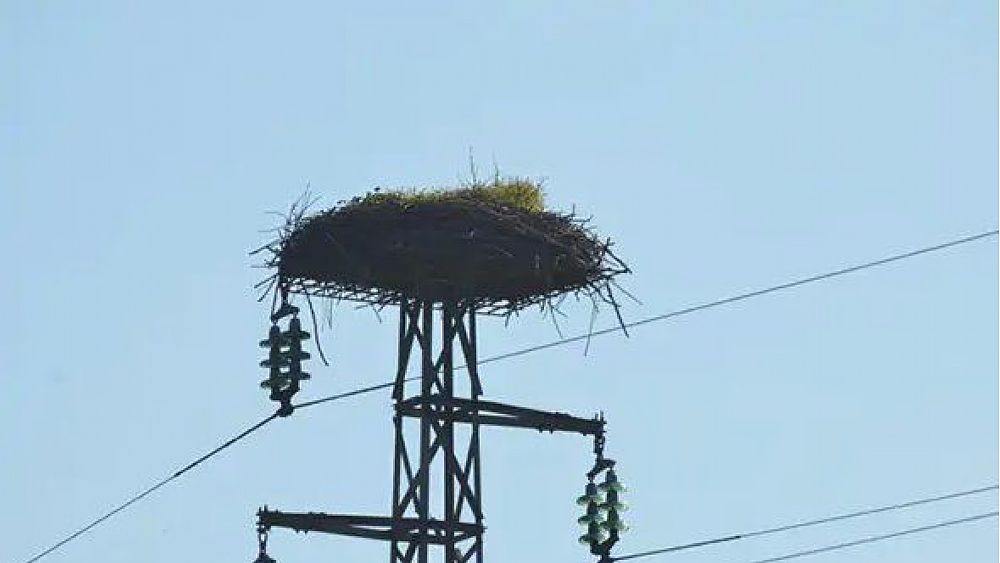 05032023 cicogna su palo 05032023 cicogna su palo