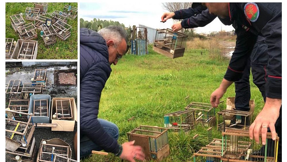 05032023 operazione anti bracconaggio 05032023 operazione anti bracconaggio