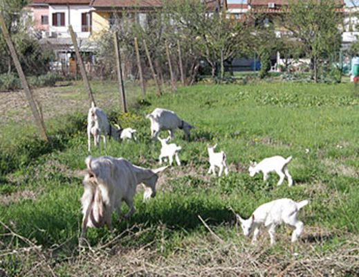 05042015 capretti