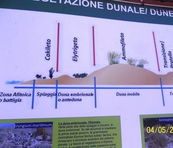 Paolo-Abbate foto - 05052017 grafico vegetazione dunale