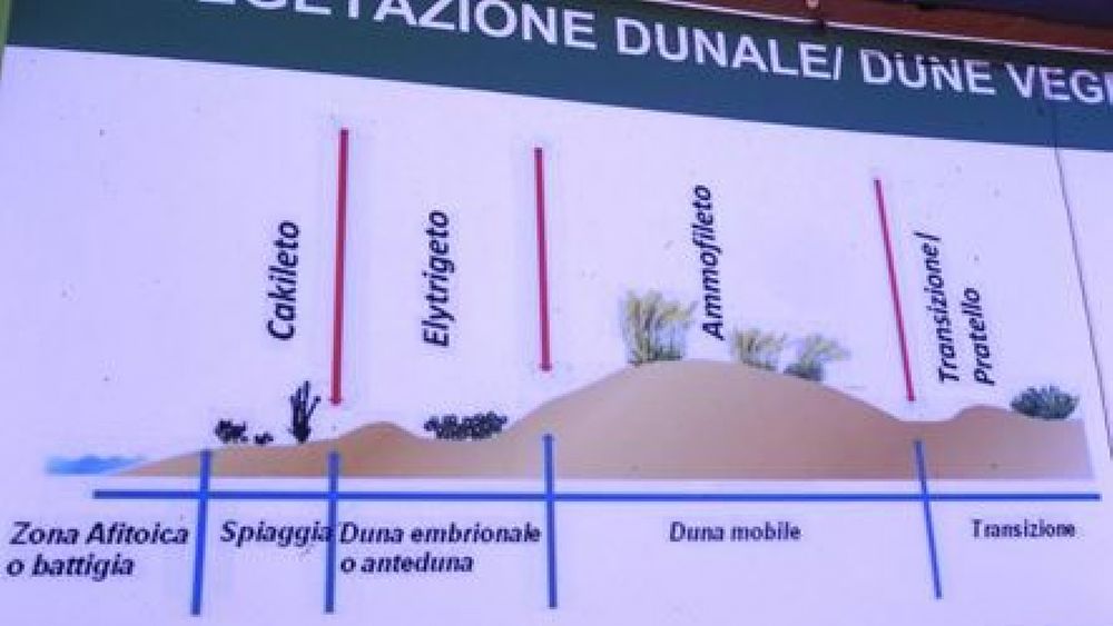 05052017 grafico vegetazione dunale 05052017 grafico vegetazione dunale