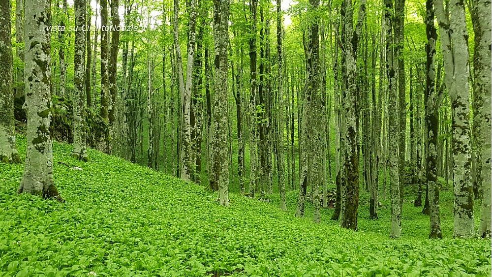 05052022 aglio orsino