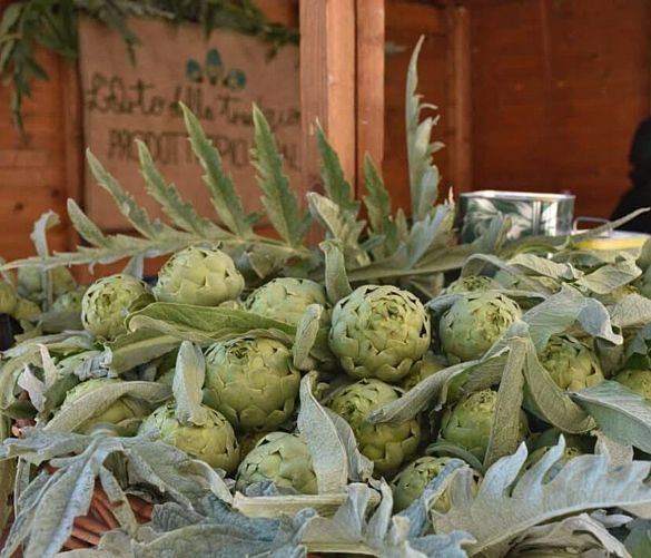 05052025 carciofo bianco tanagro