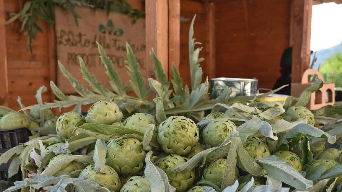 05052025 carciofo bianco tanagro