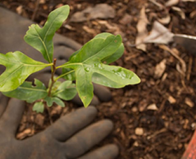 05062015 piantati alberi