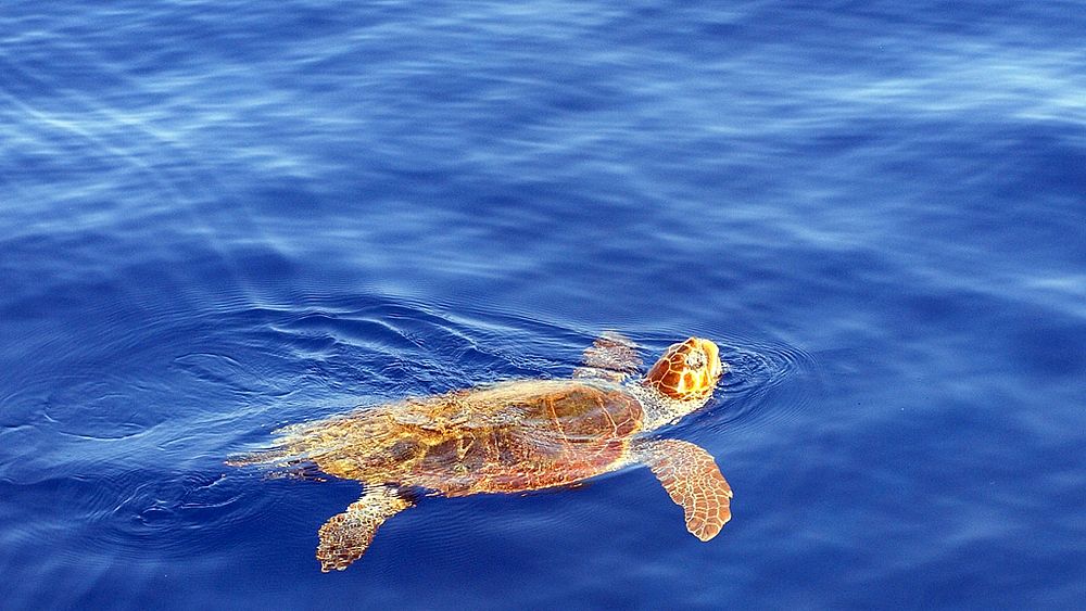 05062016 carettacaretta