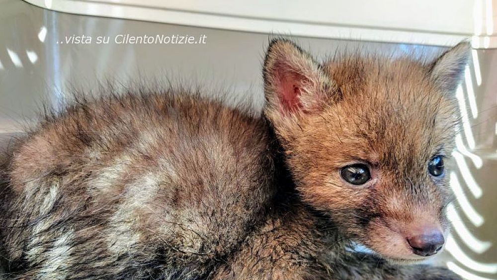 05062020 cucciolo di volpe