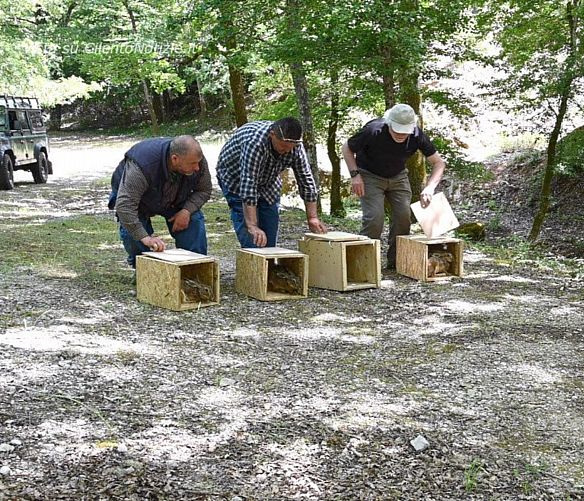 05062020 lepre italica campania