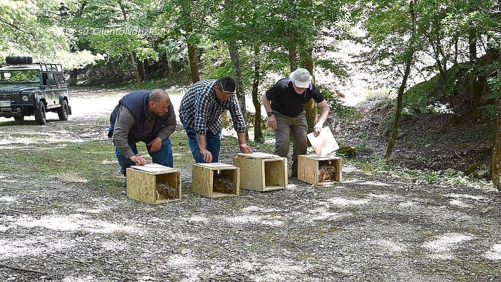 05062020 lepre italica campania