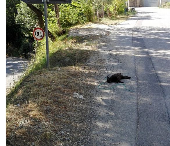 05072019 gatto ucciso cilento