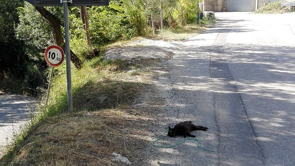 05072019 gatto ucciso cilento