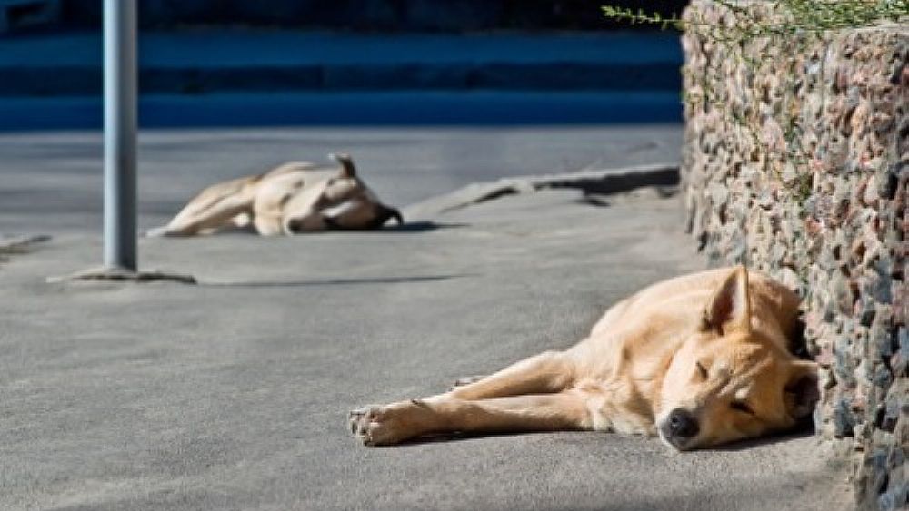 05082021 cani randagi