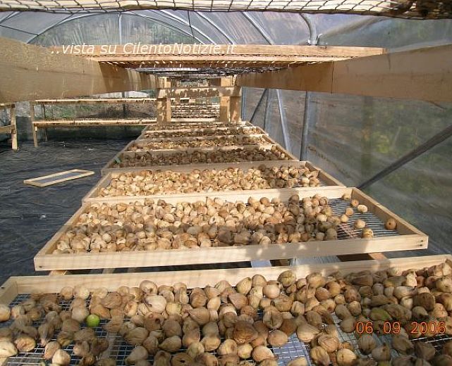 05092013 settembre ai fichi