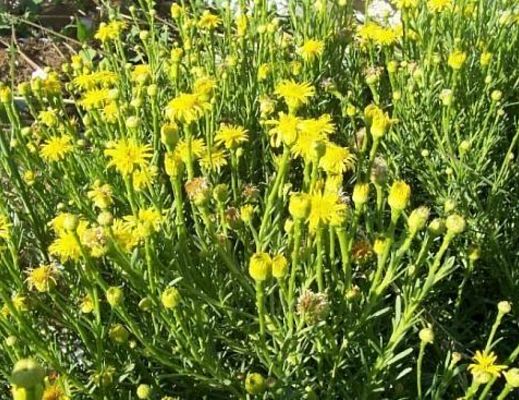 Marisa-Russo foto - 05092015 inula pianta