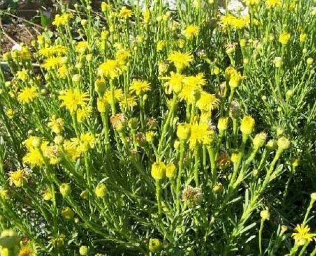 05092015 inula pianta 05092015 inula pianta