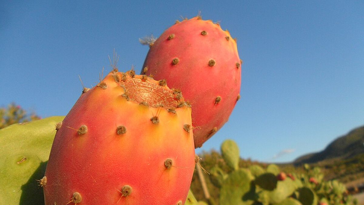 05092025 fico d india 05092025 fico d india