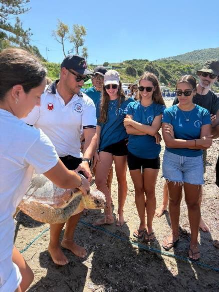 tartaruga caretta caretta trentova