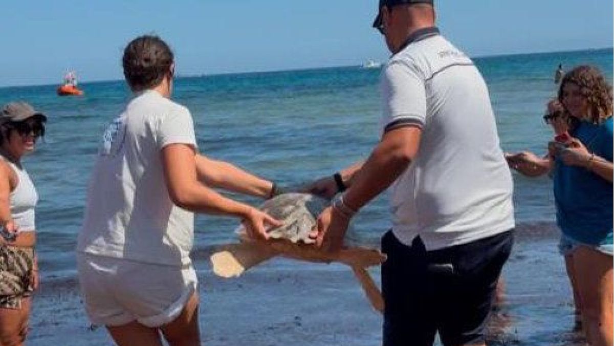 05092025 rilascio in mare tartarughe trantova 05092025 rilascio in mare tartarughe trantova