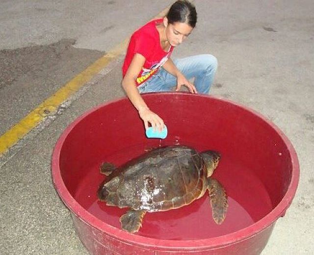 05102014 tartarughe pollica 05102014 tartarughe pollica