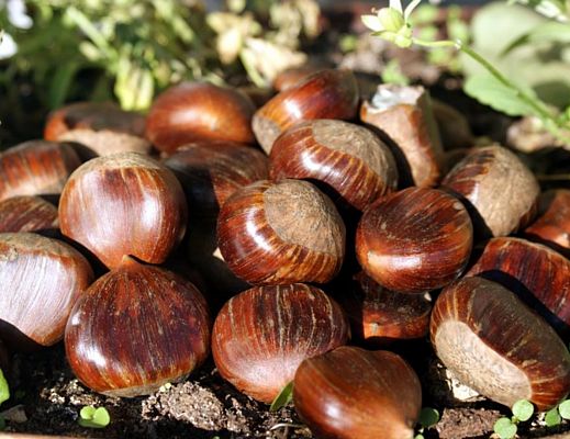 05102015 castagne