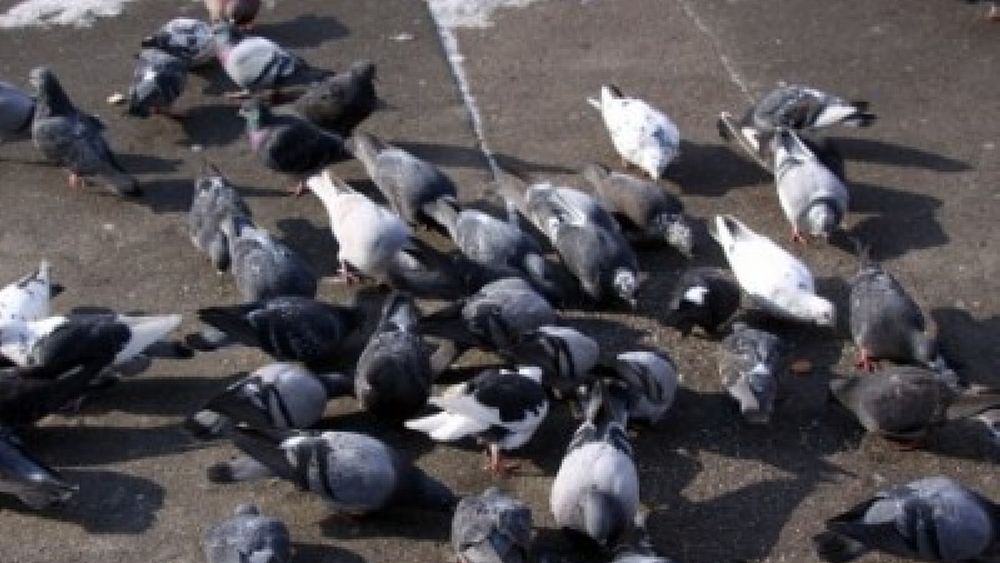 05102016 troppi piccioni